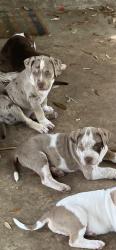 Lost Male Dog last seen Near E washington, Shreveport, LA 71104
