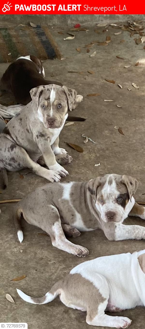 Lost Male Dog last seen Near E washington, Shreveport, LA 71104