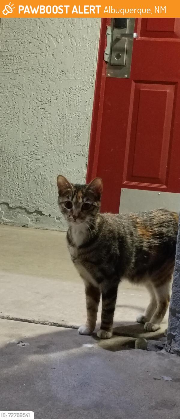 Found/Stray Unknown Cat last seen Red Roof - midtown, Albuquerque, NM 87107