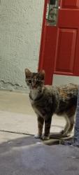 Found/Stray Unknown Cat last seen Red Roof - midtown, Albuquerque, NM 87107