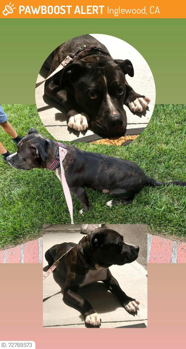 Found/Stray Female Dog last seen Centinela ave./Stepney St., Inglewood, CA 90301