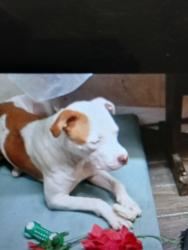 Lost Male Dog last seen Amelia and Lucille Shreveport la 71108, Shreveport, LA 71108