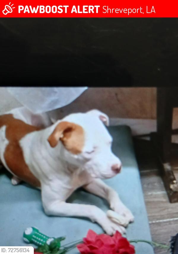 Lost Male Dog last seen Amelia and Lucille Shreveport la 71108, Shreveport, LA 71108