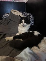 Lost Female Cat last seen Bywater Park, Cottonwood Heights, UT 84121