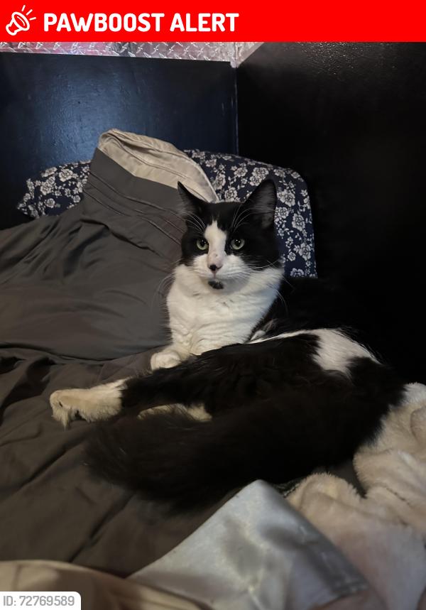 Lost Female Cat last seen Bywater Park, Cottonwood Heights, UT 84121