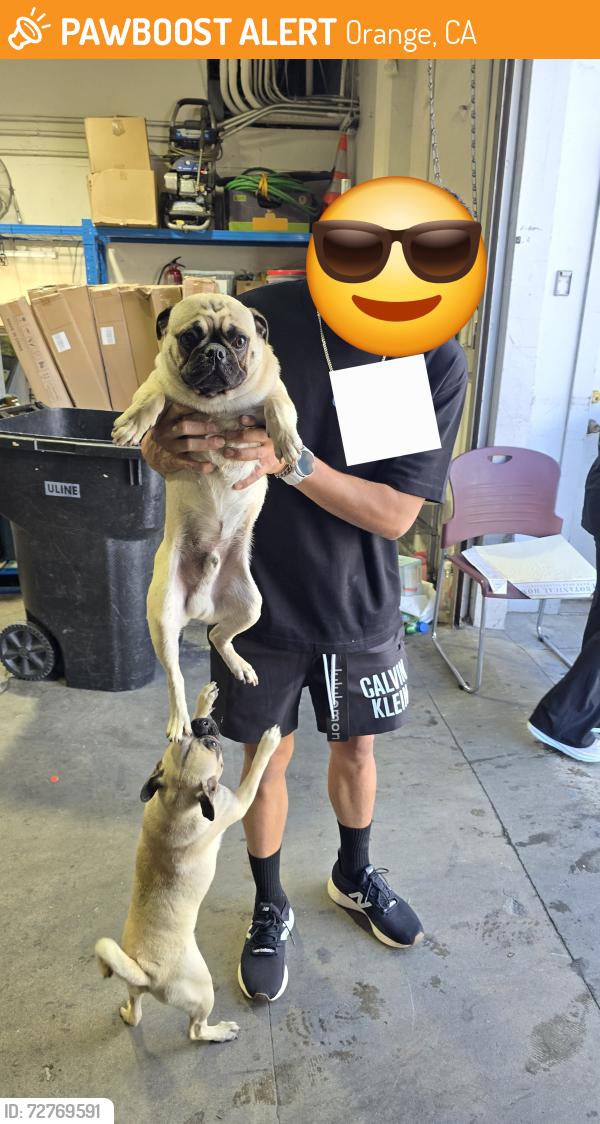 Found/Stray Male Dog last seen Near S Main street orange california , Orange, CA 92868