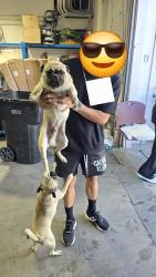 Found/Stray Male Dog last seen Near S Main street orange california , Orange, CA 92868