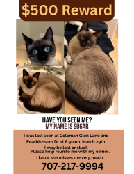 Lost Female Cat last seen Pearblossom Dr at Coleman Glen Ln at 1pm , Santa Rosa, CA 95407