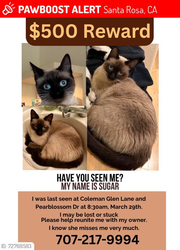 Lost Female Cat last seen Pearblossom Dr at Coleman Glen Ln at 1pm , Santa Rosa, CA 95407