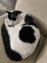 Found/Stray Male Cat last seen Tommy’s car wash county line , Centennial, CO 80111