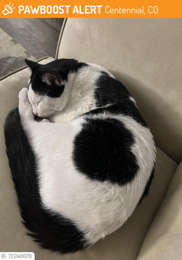Found/Stray Male Cat last seen Tommy’s car wash county line , Centennial, CO 80111