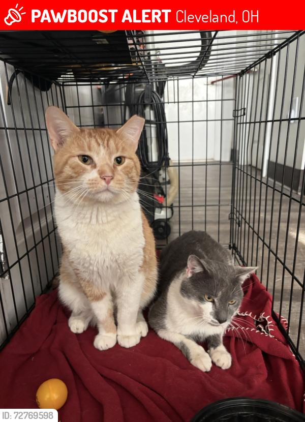 Lost Male Cat last seen Woodland & 79th, Cleveland, OH 44104