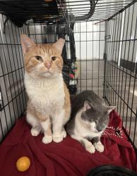 Lost Male Cat last seen Woodland & 79th, Cleveland, OH 44104