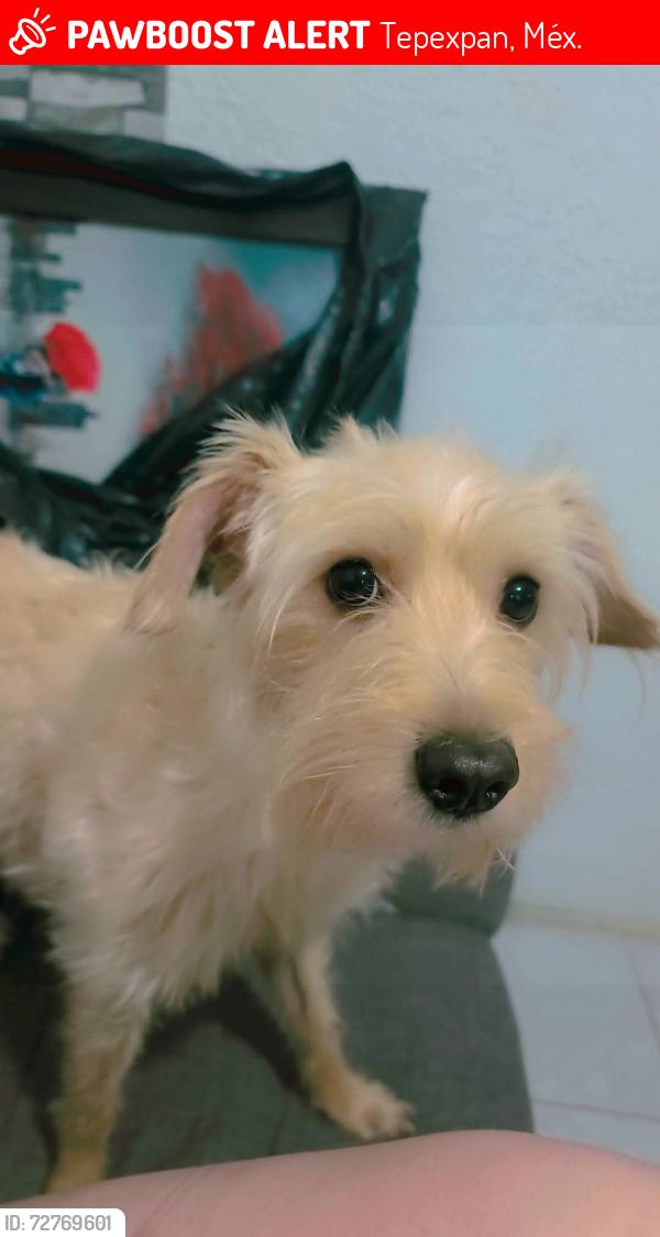 Lost Male Dog last seen Laguna de tamiagua col la laguna Ecatepec, Tepexpan, Méx. 55883