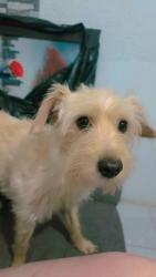Lost Male Dog last seen Laguna de tamiagua col la laguna Ecatepec, Tepexpan, Méx. 55883