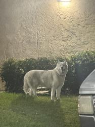 Found/Stray Unknown Dog last seen Park Plaza Apts , Garden Grove, CA 92841