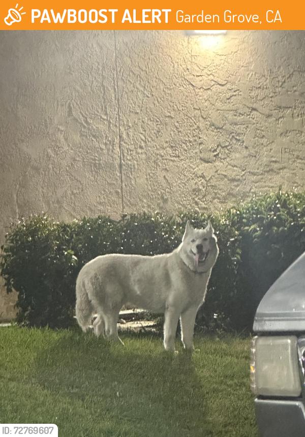 Found/Stray Unknown Dog last seen Park Plaza Apts , Garden Grove, CA 92841