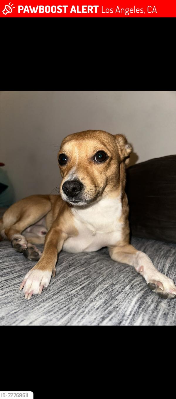 Lost Male Dog last seen South Central Ave & South Avalon Blvd, Los Angeles, CA 90001