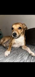 Lost Male Dog last seen South Central Ave & South Avalon Blvd, Los Angeles, CA 90001