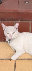 Lost Male Cat last seen Mcculough, San Antonio, TX 78212