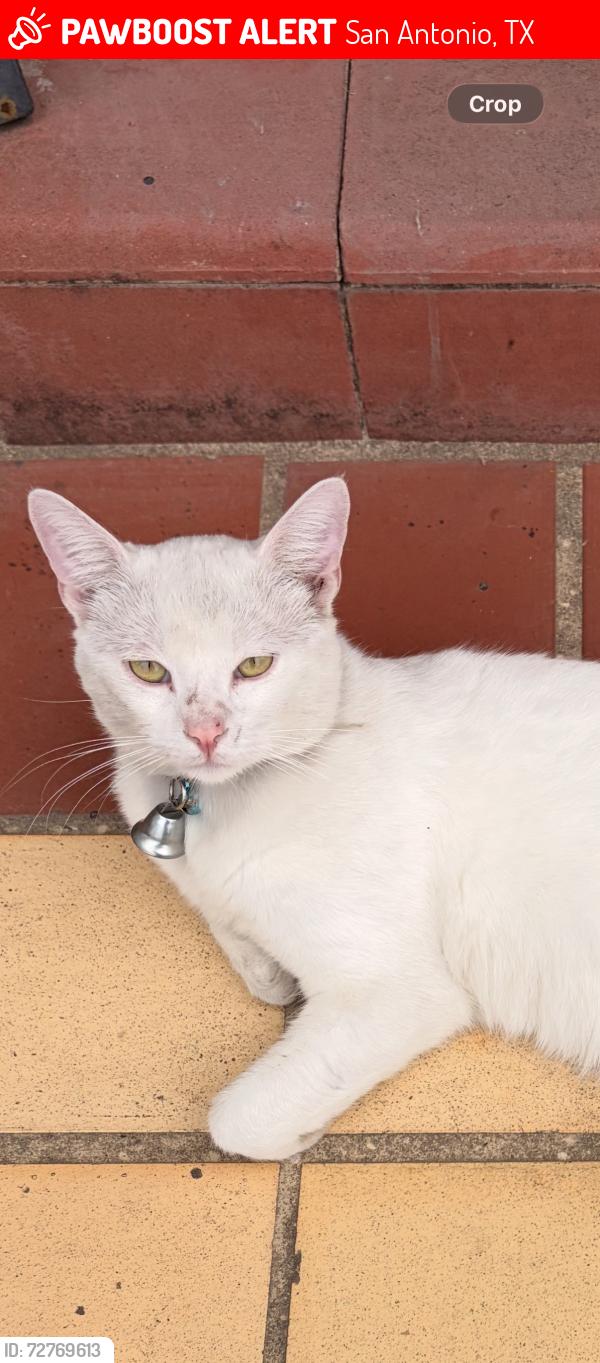 Lost Male Cat last seen Mcculough, San Antonio, TX 78212