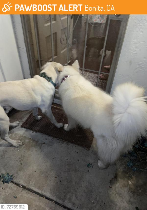 Found/Stray Male Dog last seen Neighborhood behind plaza Bonita mall., Bonita, CA 91902