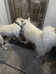 Found/Stray Male Dog last seen Neighborhood behind plaza Bonita mall., Bonita, CA 91902