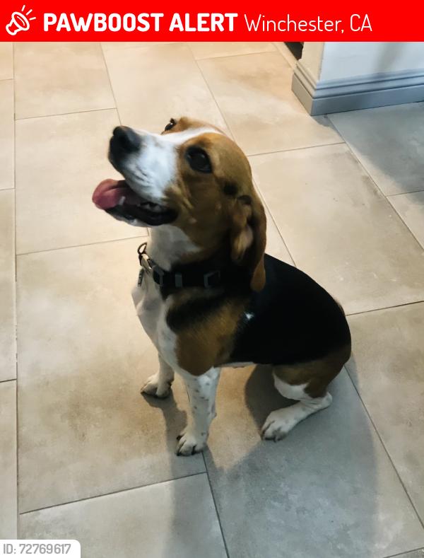 Lost Female Dog last seen Newport/Winchester , Winchester, CA 92596