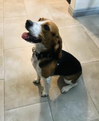 Lost Female Dog last seen Newport/Winchester , Winchester, CA 92596