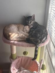 Lost Female Cat last seen In between Rural and Crosby, Rockford, IL 61107