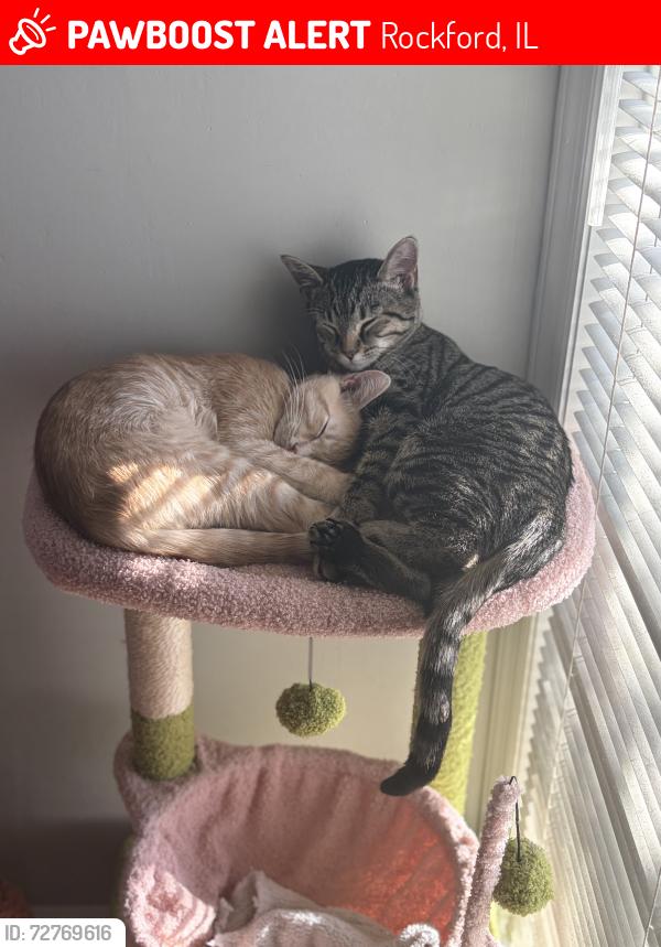 Lost Female Cat last seen In between Rural and Crosby, Rockford, IL 61107