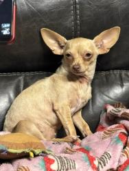 Found/Stray Female Dog last seen Near & Holland , Mission, TX 78574