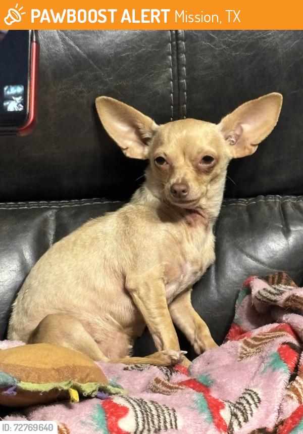 Found/Stray Female Dog last seen Near & Holland , Mission, TX 78574