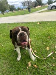 Found/Stray Male Dog last seen Whittier blvd, Pico Rivera, CA 90660