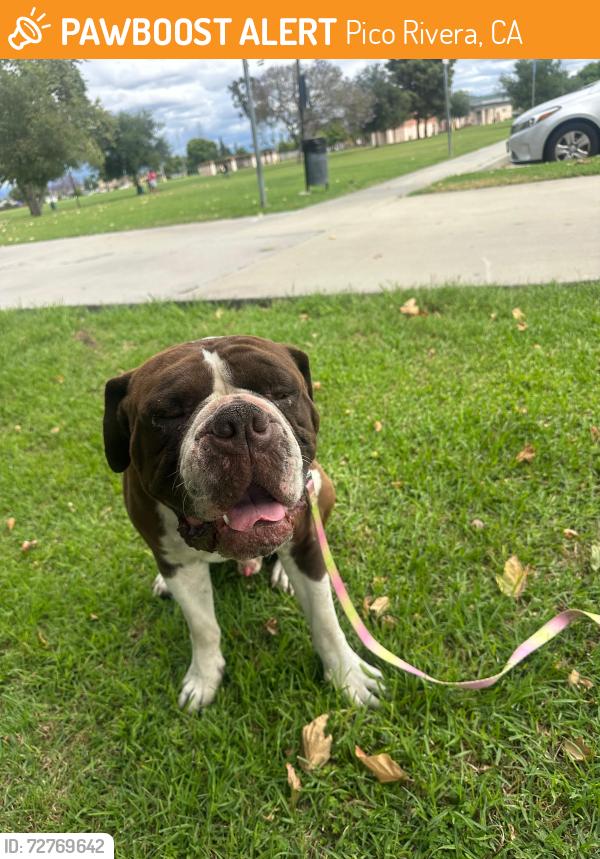Found/Stray Male Dog last seen Whittier blvd, Pico Rivera, CA 90660