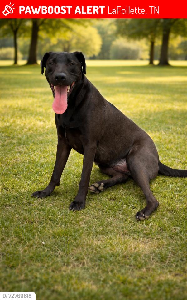 Lost Male Dog last seen Beech street, LaFollette, TN 37766