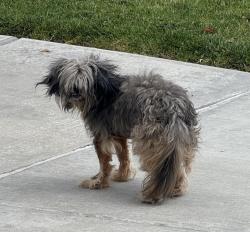 Lost Male Dog last seen Castle Rd off Hamner & 68th EASTVALE CA , Eastvale, CA 92880