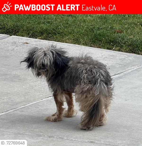 Lost Male Dog last seen Castle Rd off Hamner & 68th EASTVALE CA , Eastvale, CA 92880