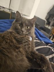 Lost Female Cat last seen Hollow Pond, Greater London, England E11 1LU
