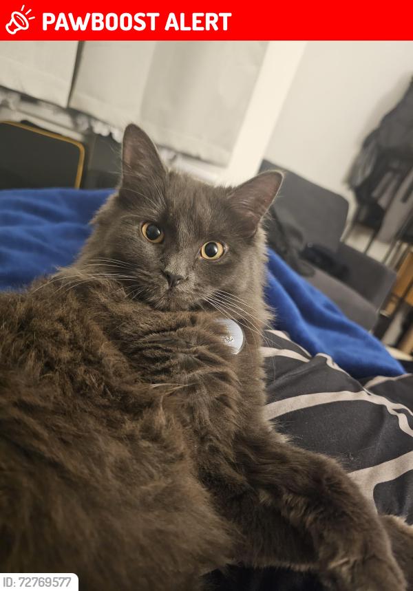 Lost Female Cat last seen Hollow Pond, Greater London, England E11 1LU