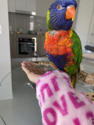 Lost Male Bird last seen Jarvis St , Beenleigh, QLD 4207