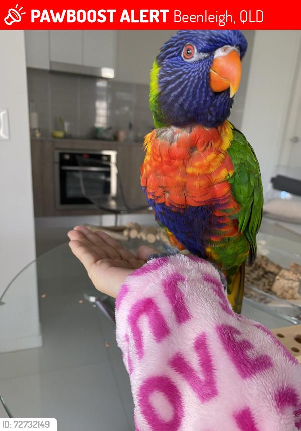 Lost Male Bird last seen Jarvis St , Beenleigh, QLD 4207