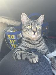 Lost Female Cat last seen Near 2826 Perry St, San Diego, CA 92106, San Diego, CA 92106