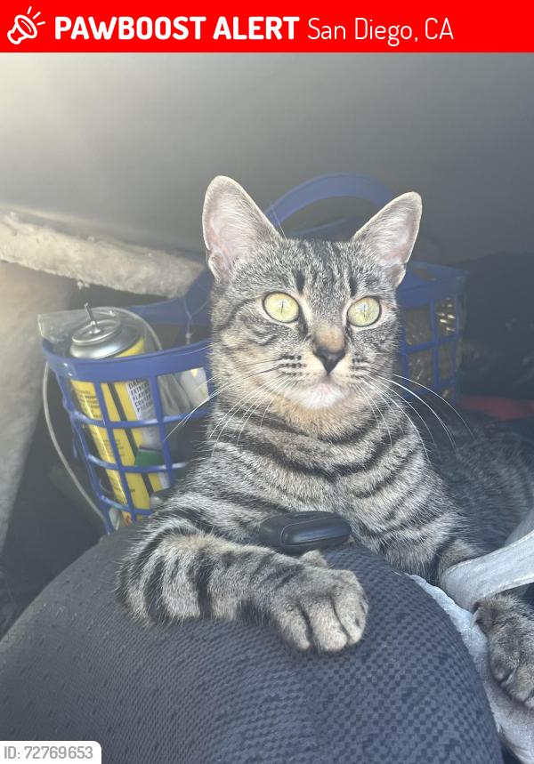 Lost Female Cat last seen Near 2826 Perry St, San Diego, CA 92106, San Diego, CA 92106