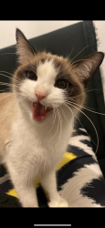 Lost Female Cat last seen Front of  around 7 am last seen , Rochedale South, QLD 4123