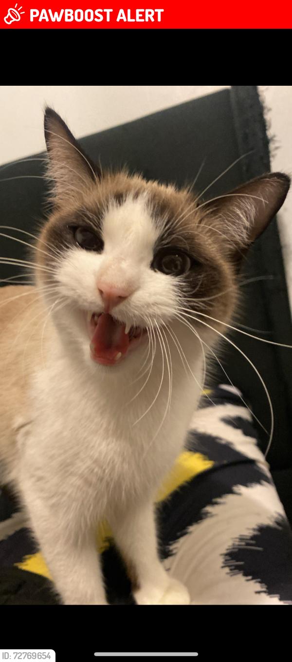Lost Female Cat last seen Front of  around 7 am last seen , Rochedale South, QLD 4123