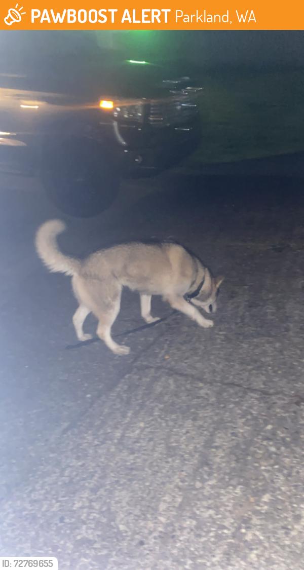 Found/Stray Unknown Dog last seen Wheeler , Parkland, WA 98444
