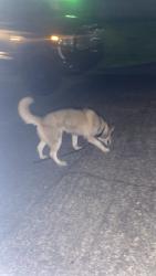 Found/Stray Unknown Dog last seen Wheeler , Parkland, WA 98444
