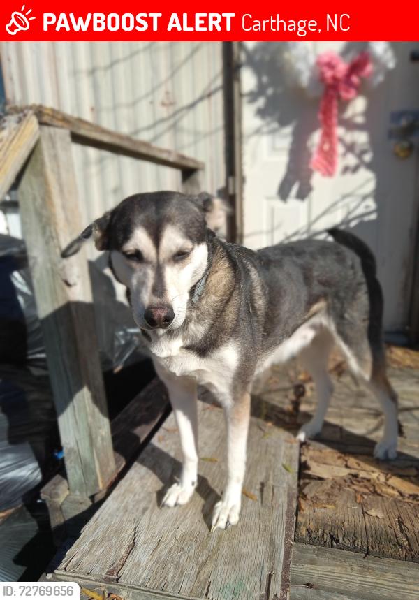 Lost Female Dog last seen Kelly rd carthage nc, Carthage, NC 28327