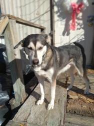 Lost Female Dog last seen Kelly rd carthage nc, Carthage, NC 28327